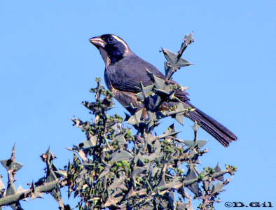 REY DEL BOSQUE COMÚN (Saltator aurantiirostris)  - Cno. saiz martinez.Jose Ignacio- MALDONADO (Agosto 2009)